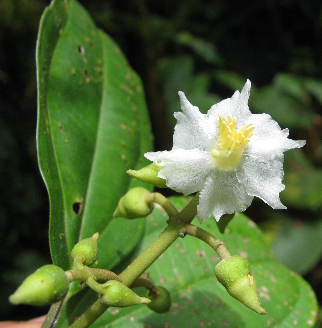 Miconia 5
