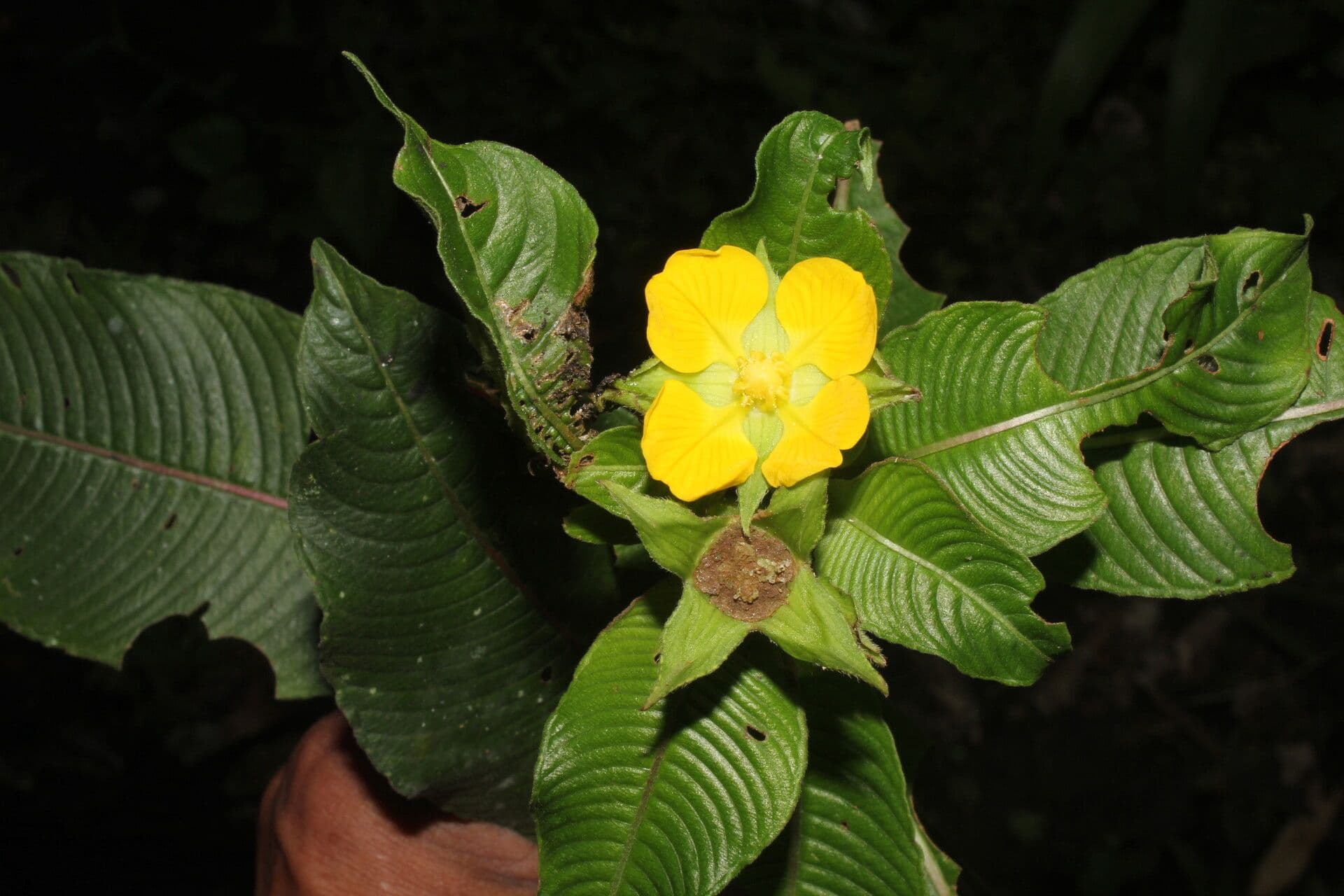 Ludwigia 6