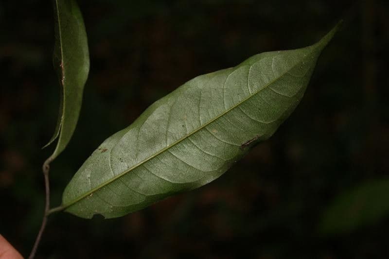 Kleinblütige Eschweilera 12