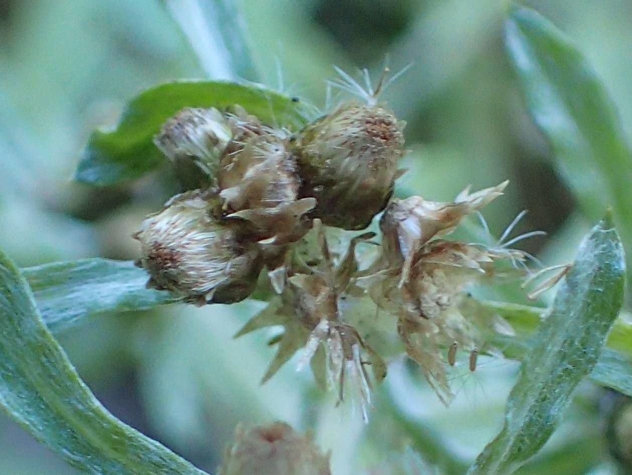 Gnaphalium 4