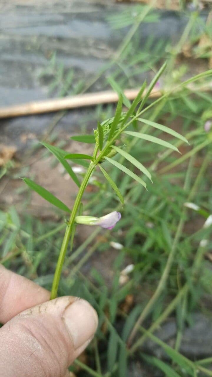 Vesce à petites fleurs 20