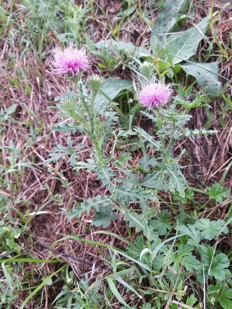 Weg-Distel 14