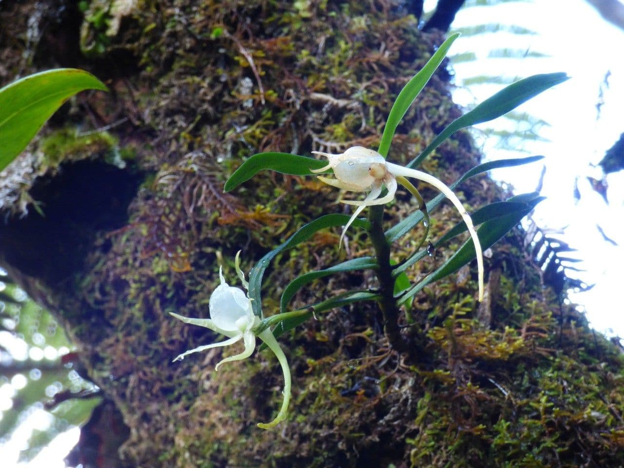 Orchidea 11