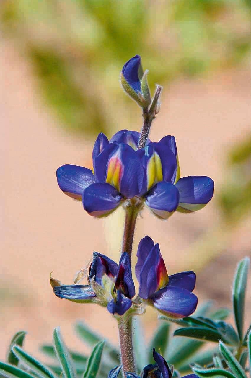 Lupino 8
