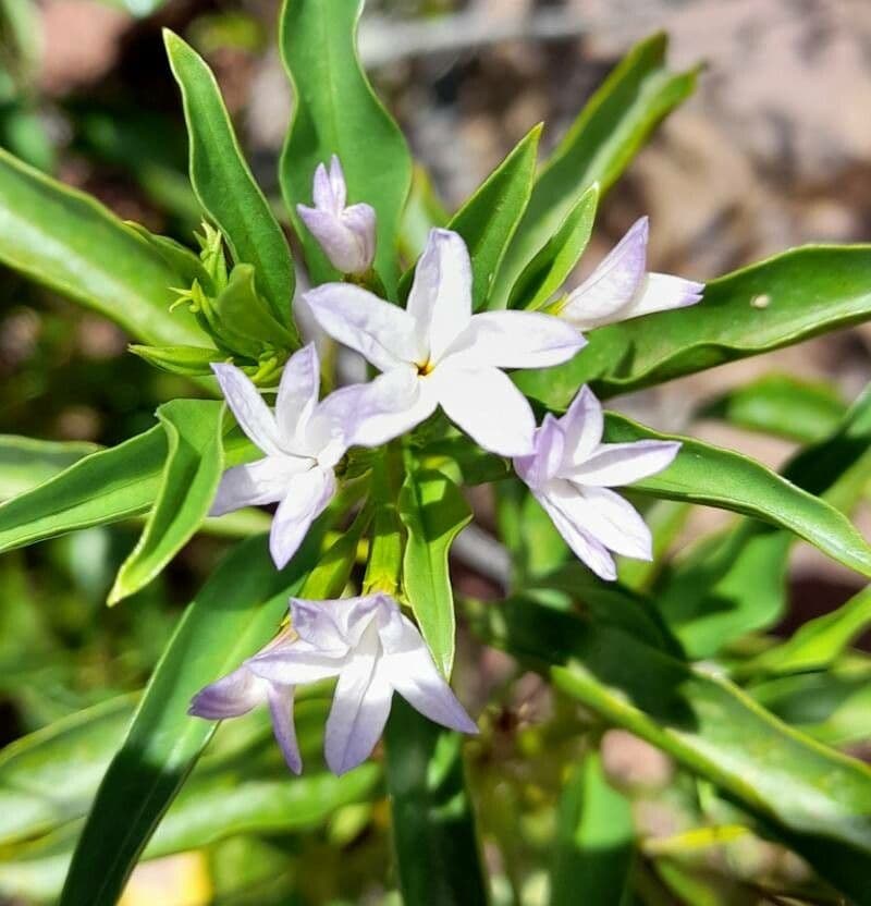 Ixorhea 2