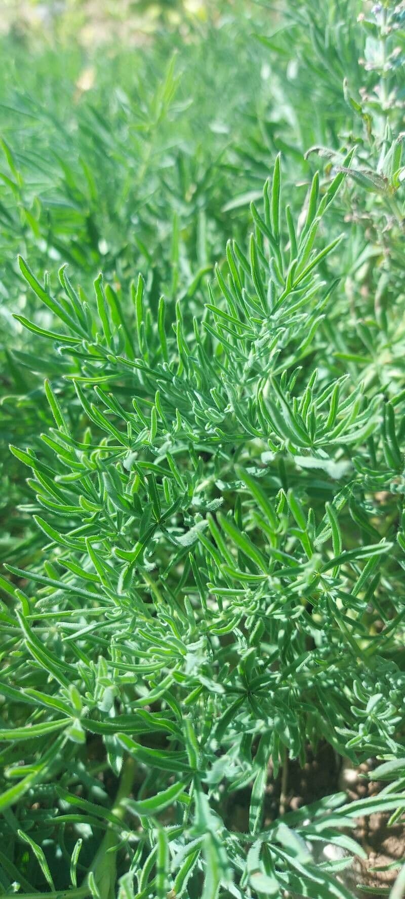 Salvia 4
