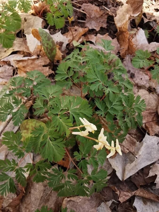 Dicentra de capucha 12