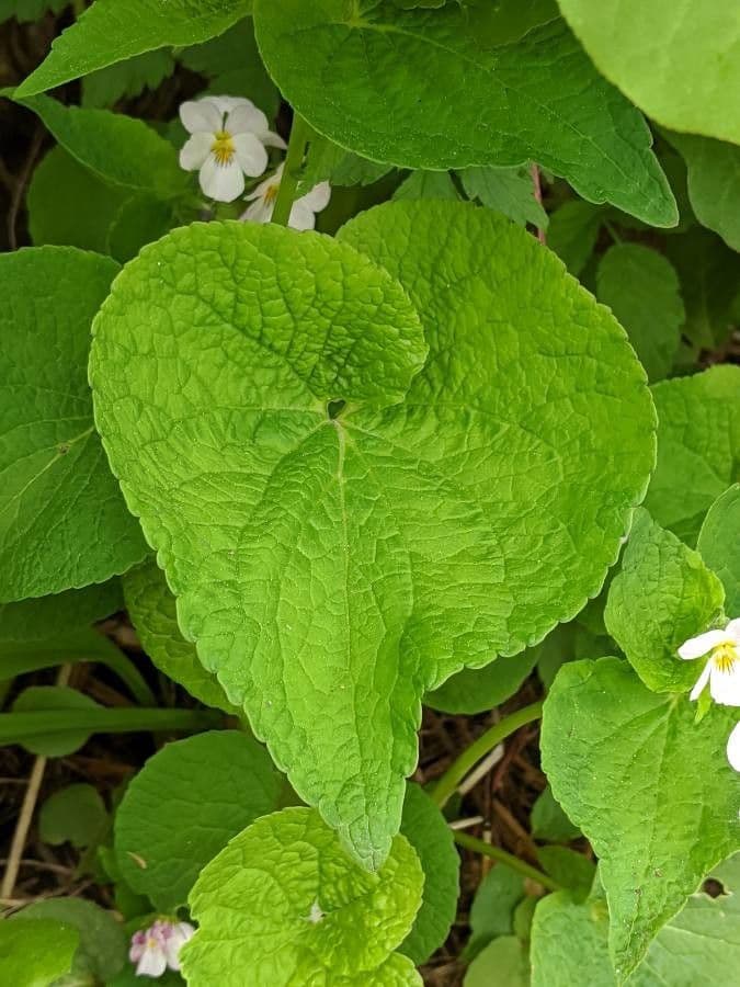 Viola del Canada 14
