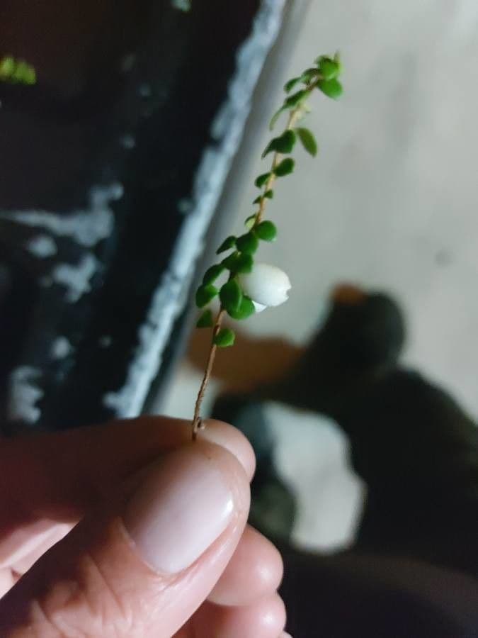 Gaultheria 3