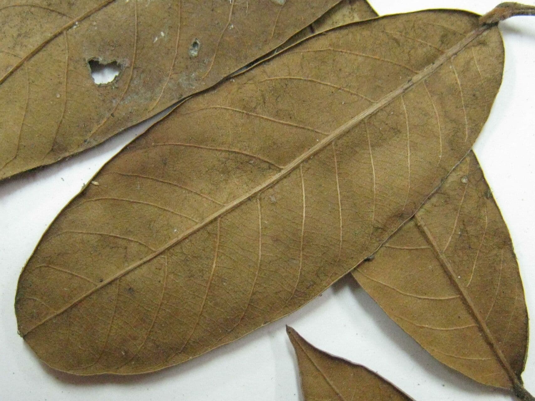 Traubige Caraipa 2