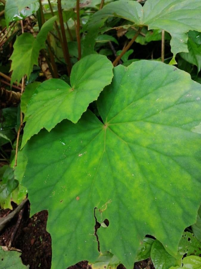 Begonia 10