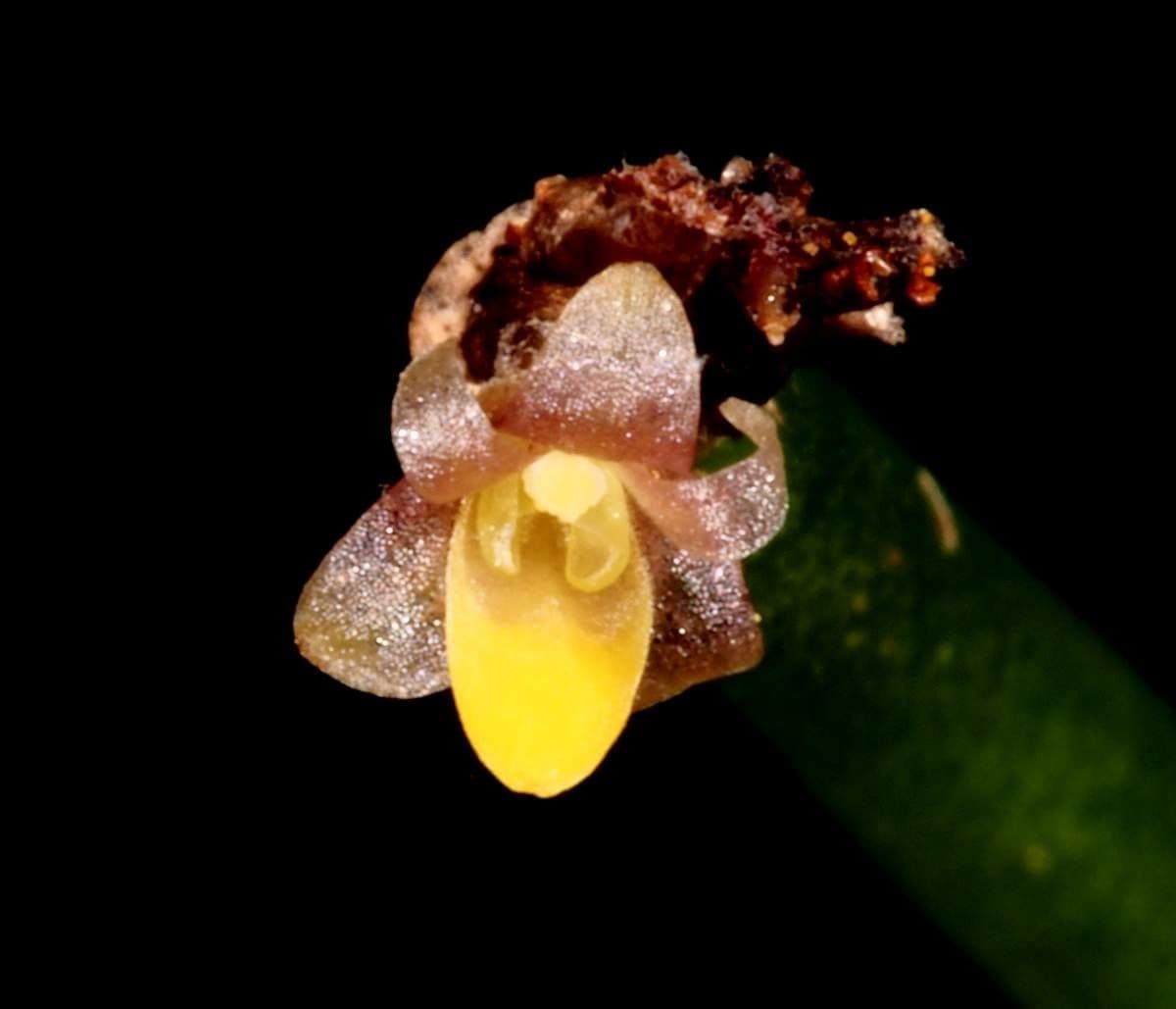 Ceratostylis 5