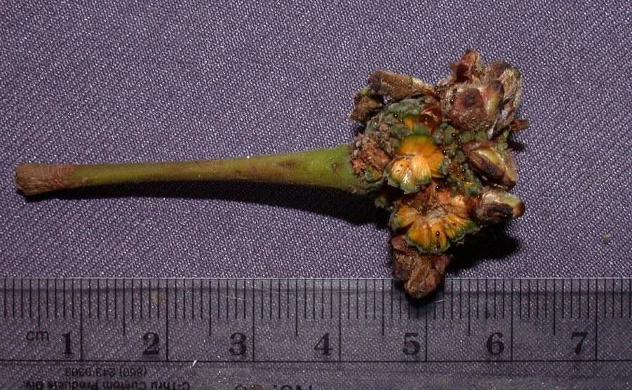 Coussapoa villosa 2