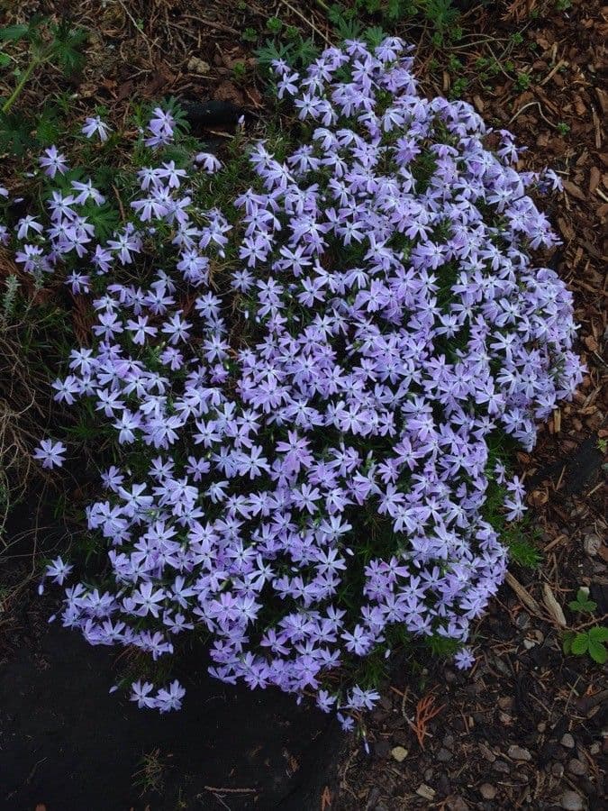 Phlox subulato 11