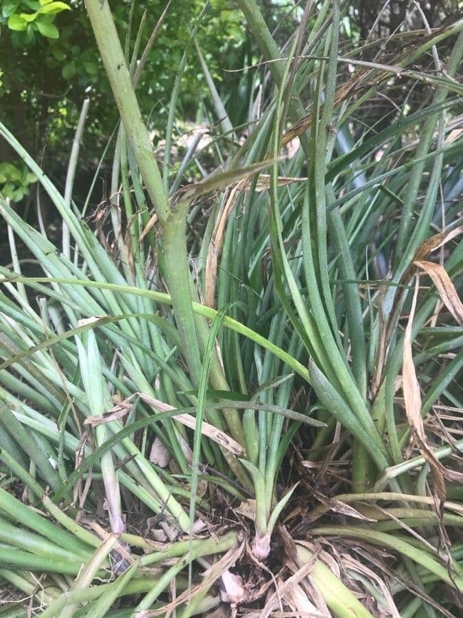 Fascicularia 20