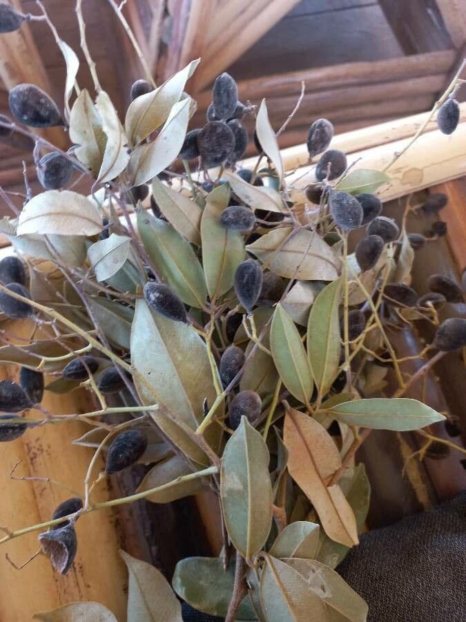 Dialium guineense 5