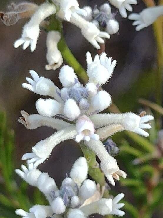 Conospermum