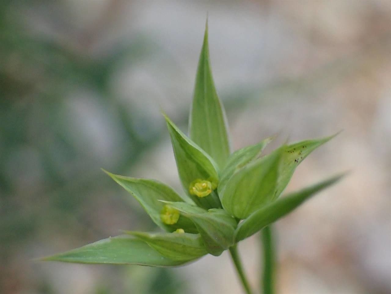 Bupleurum di Balden 13
