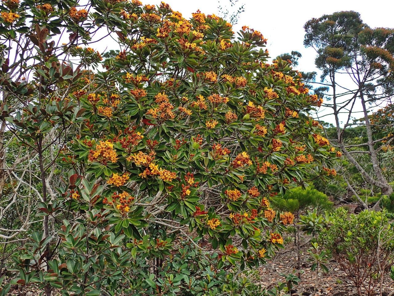 Tristaniopsis