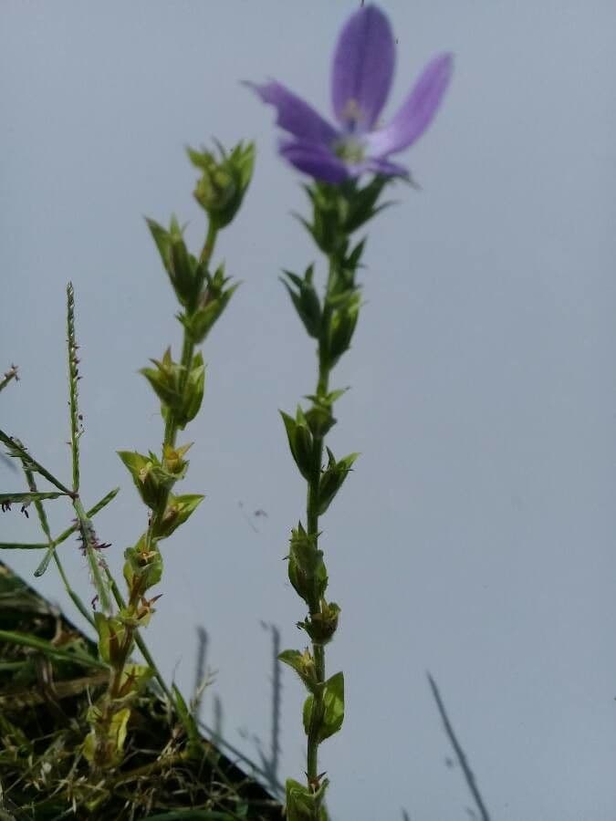 Triodanis przerosła 22