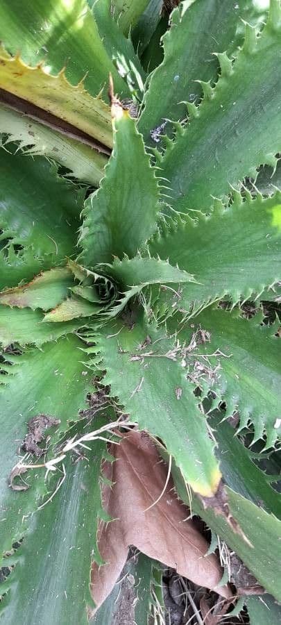 Panicaut