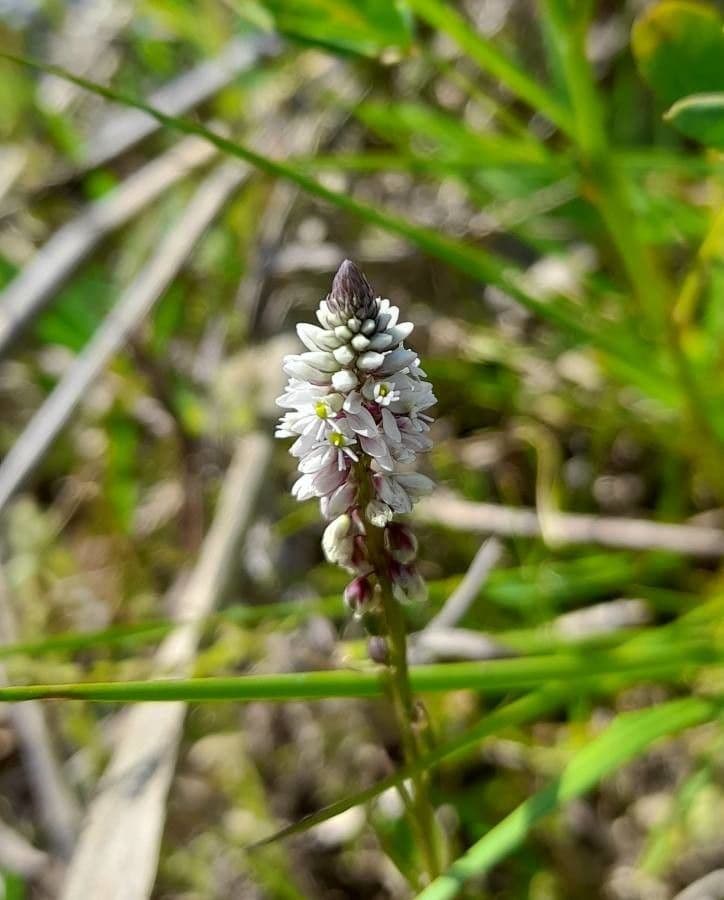 Polygala
