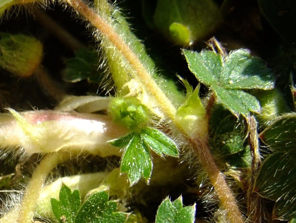 Strawberryleaf cinquefoil 30
