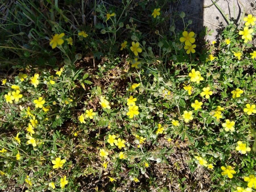 Cincoenrama de primavera 24