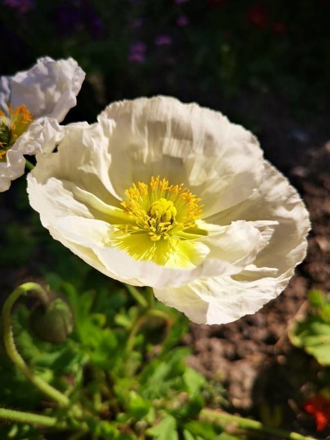 Alpen-Mohn 8