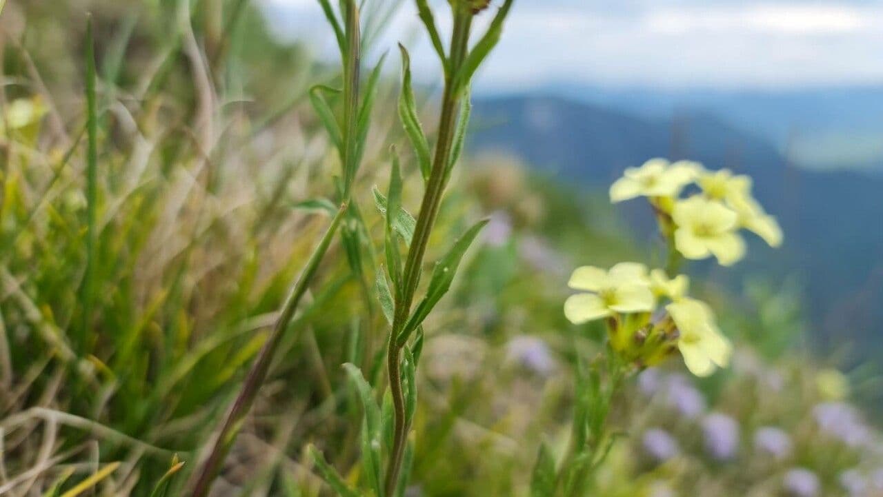Srpice Fransiskánská 6