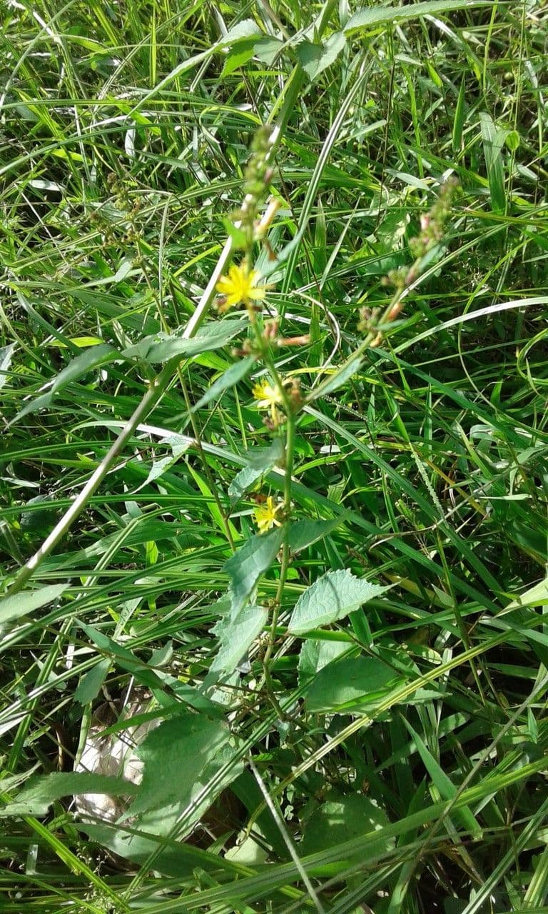 Triumfetta rhomboidea 15