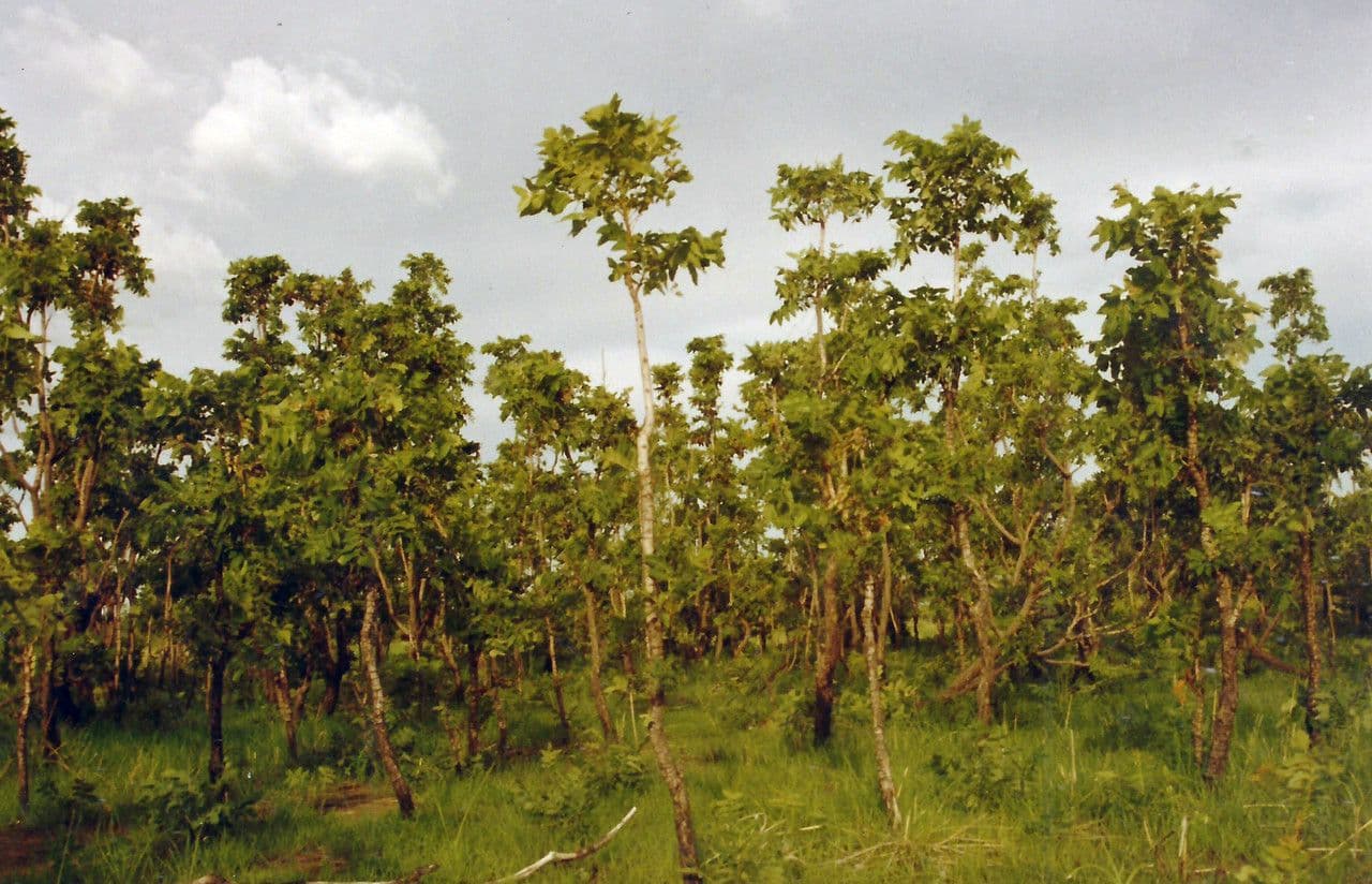 Pseudocedrela 2