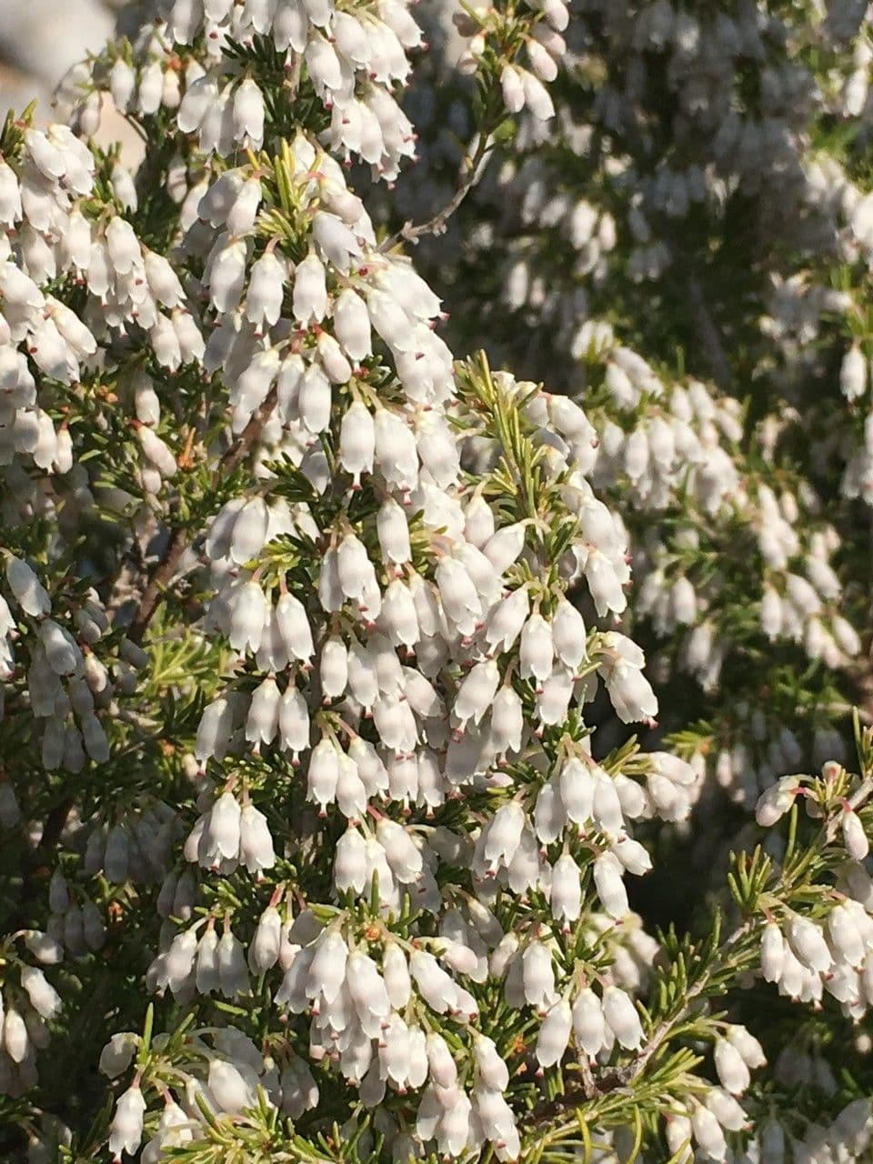 Portugiesische Heide 7