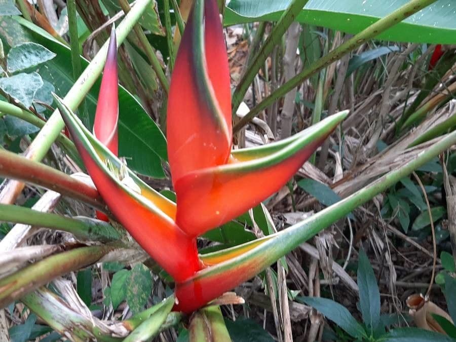 Fiore pappagallo 10