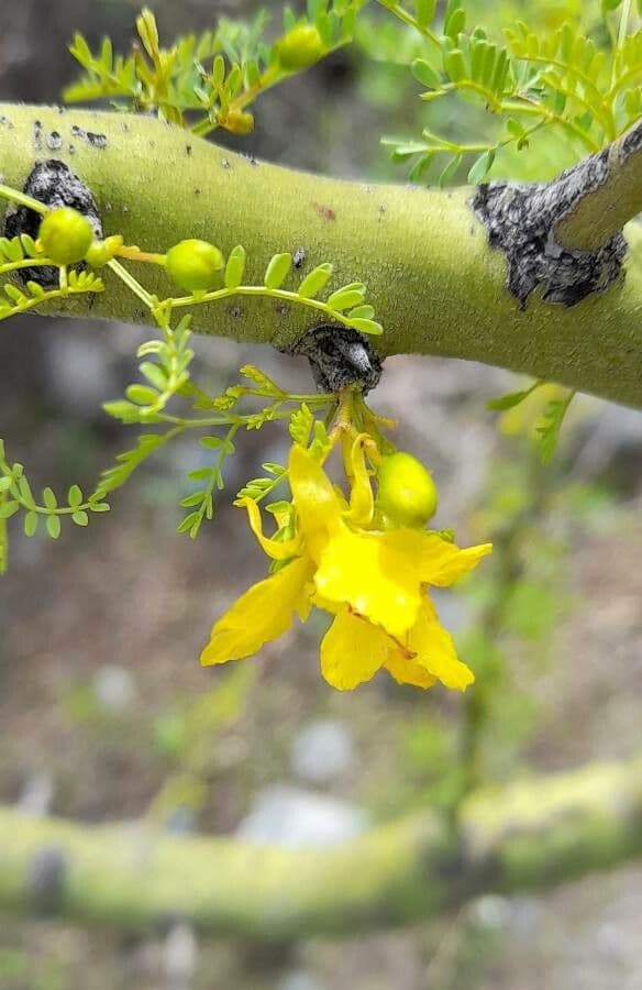 Parkinsonia praecox 4