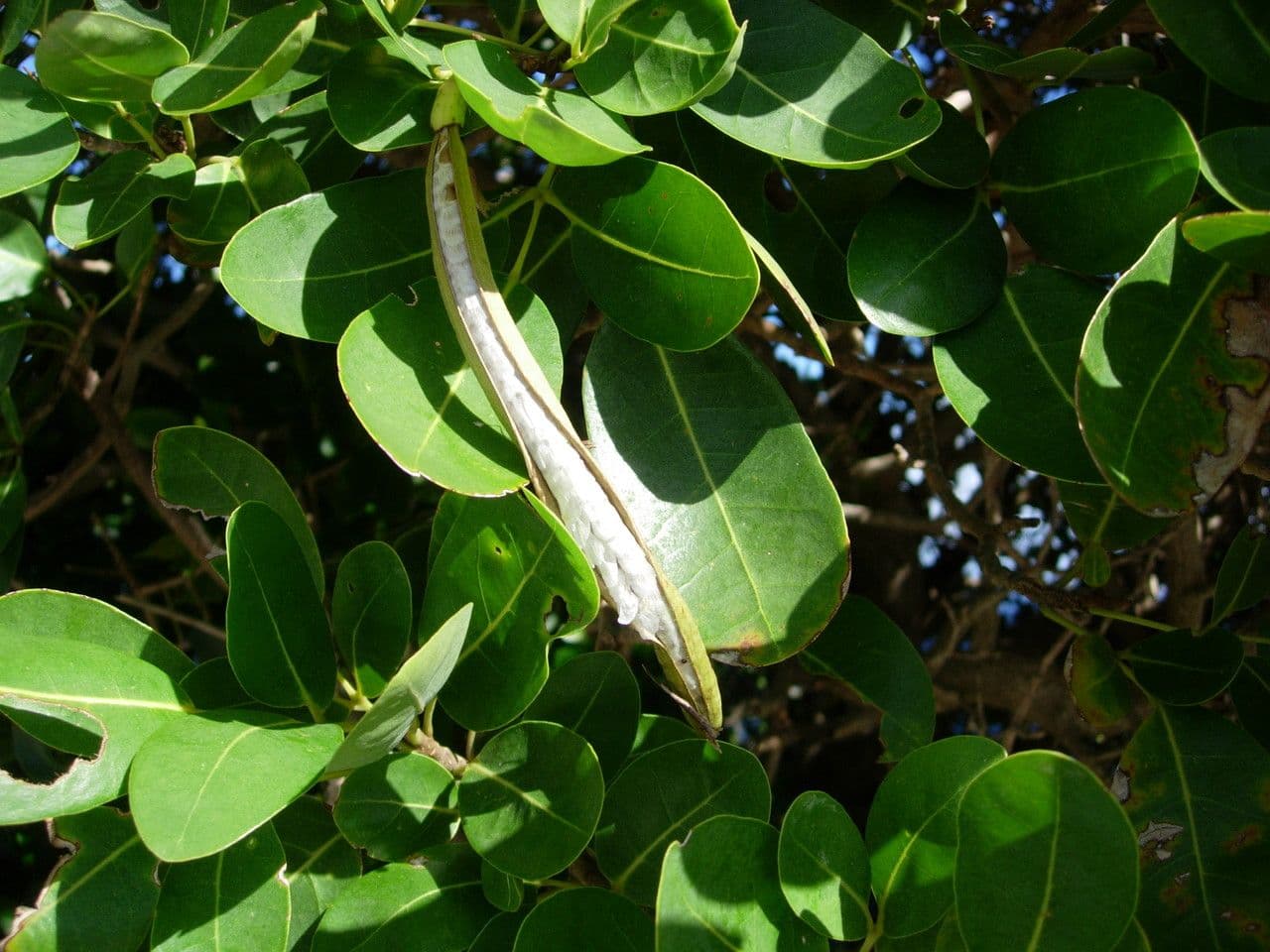 Tabebuia bledá 13