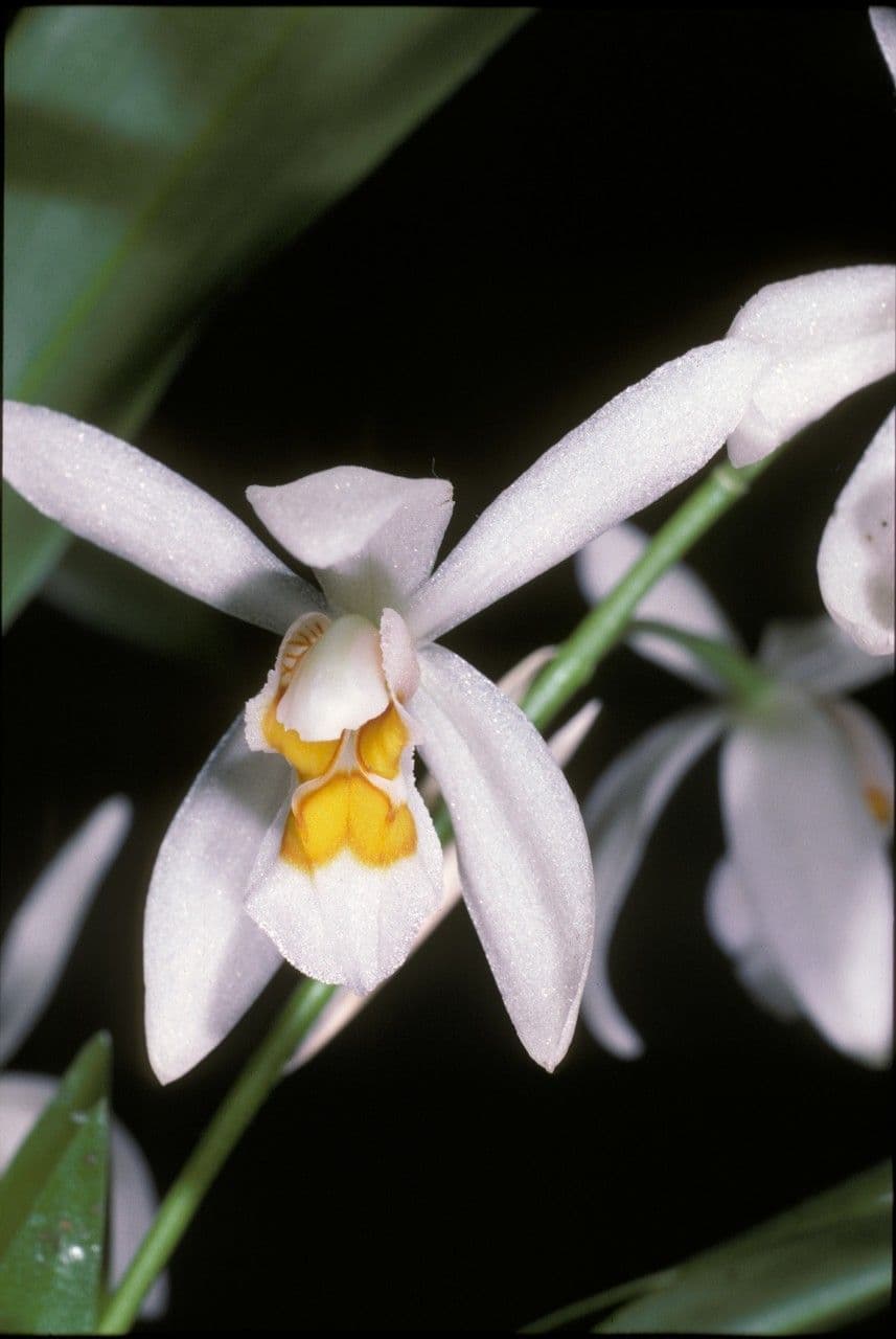 Coelogyne