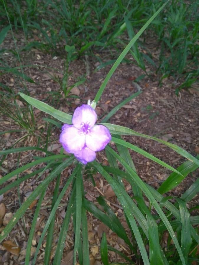 Tradescantia bracteata 2