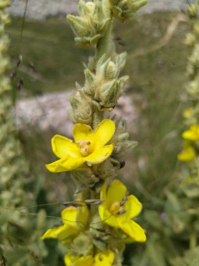 Mullein 5