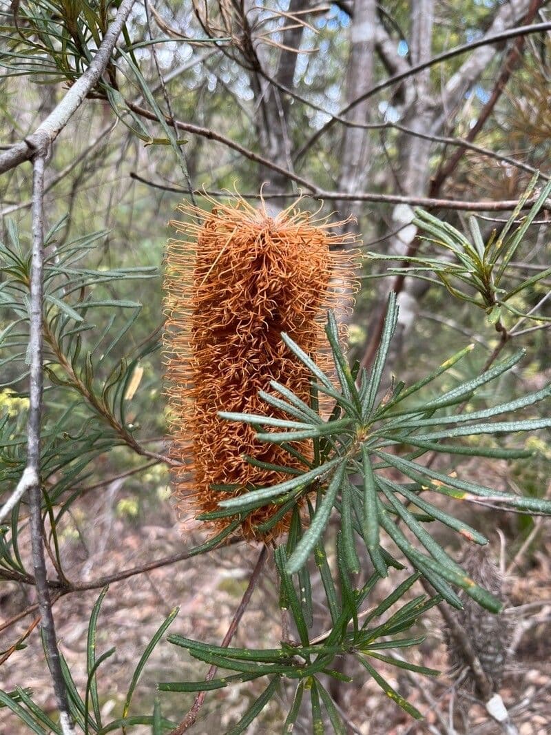 Banksia espigada 3