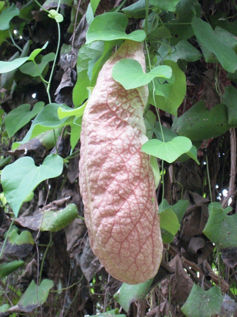 Fiore d'anatra 4