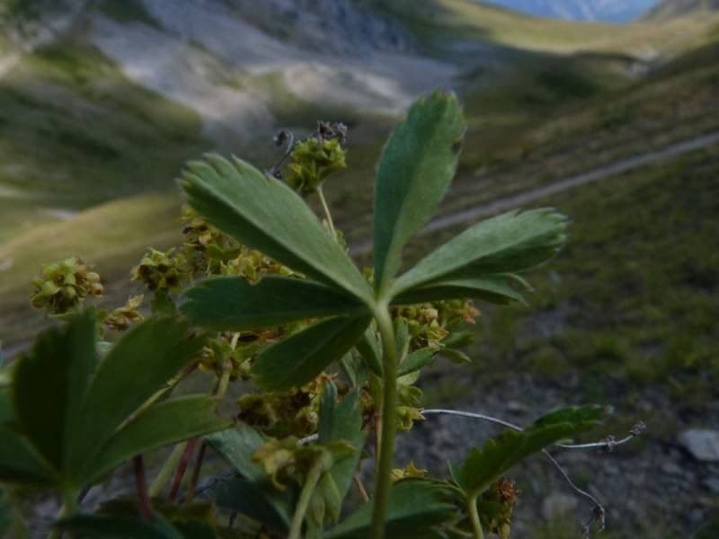 Alchemilla 3