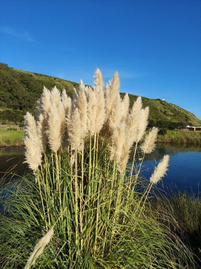 Erba delle pampas 6