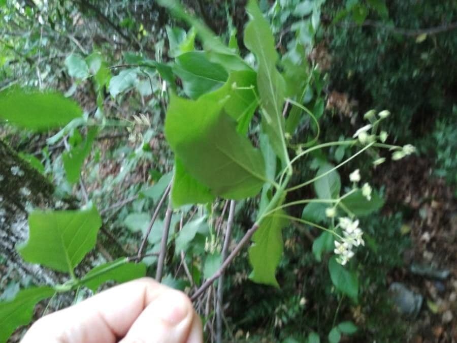 Fusain à larges feuilles 7