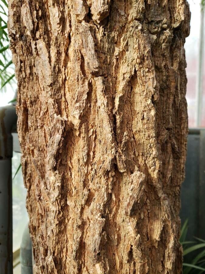 Keteleeria 6