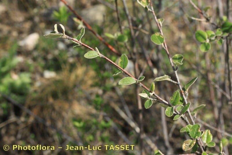 Cotoneaster 16