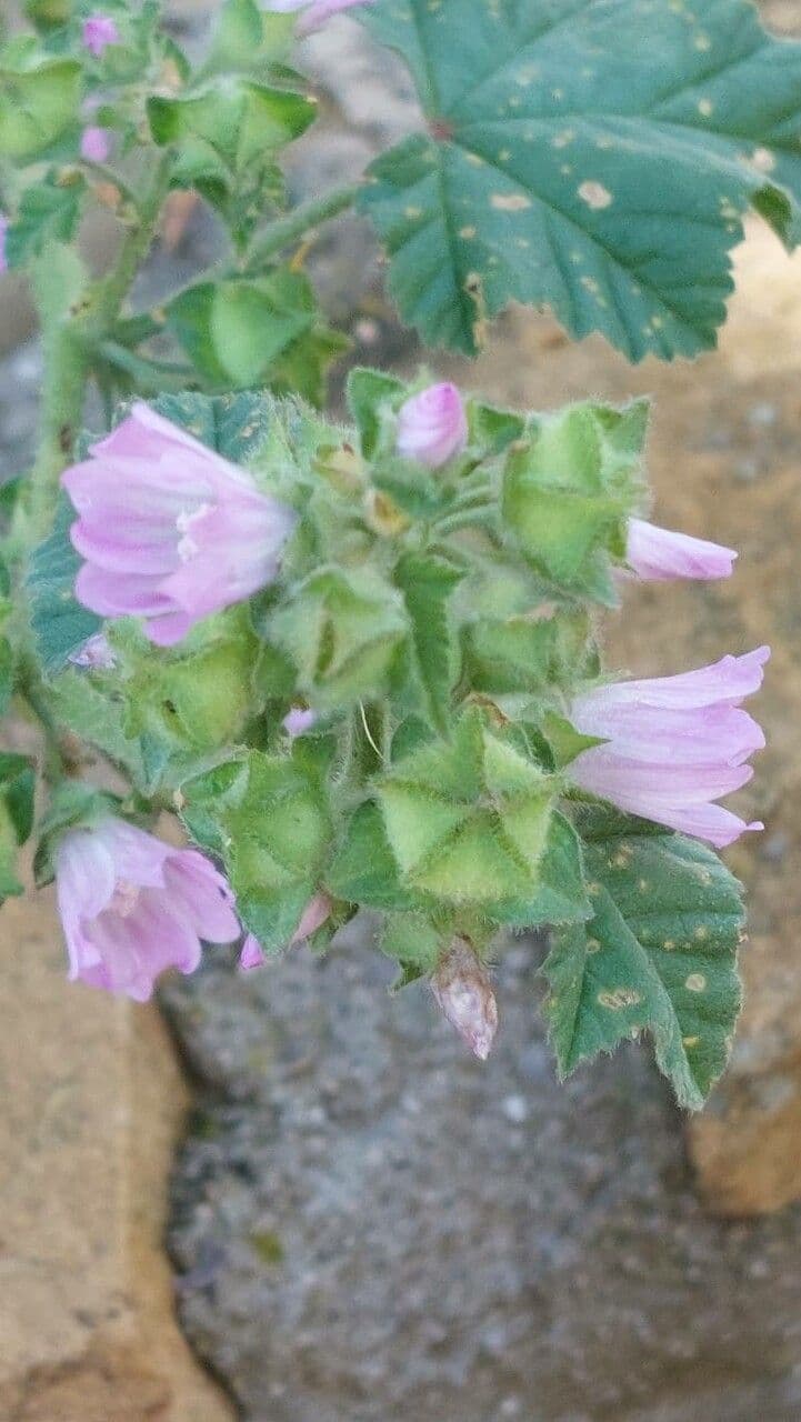 Malva multiflora 26