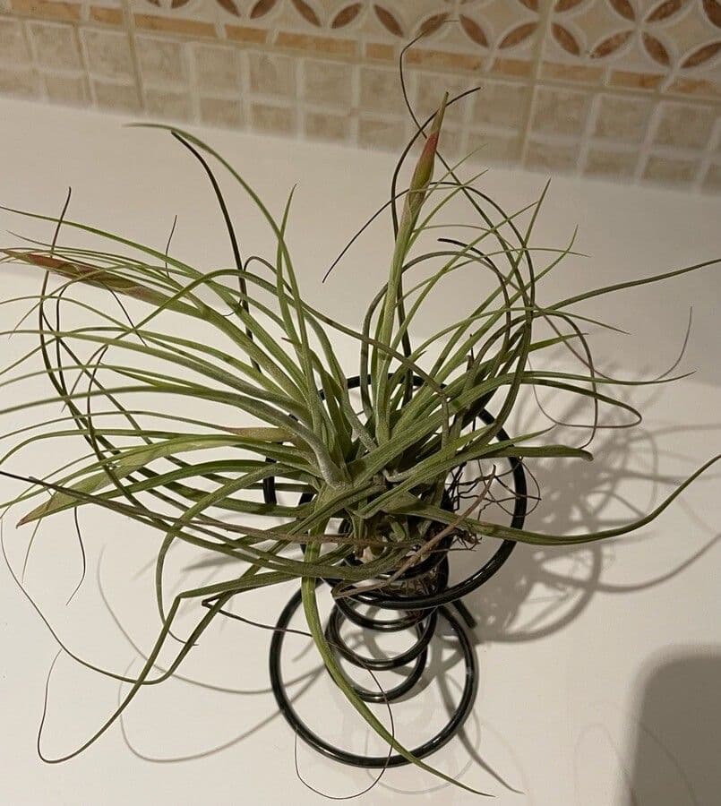 Tillandsia 11