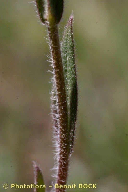 Miagro a frutti piccoli 23