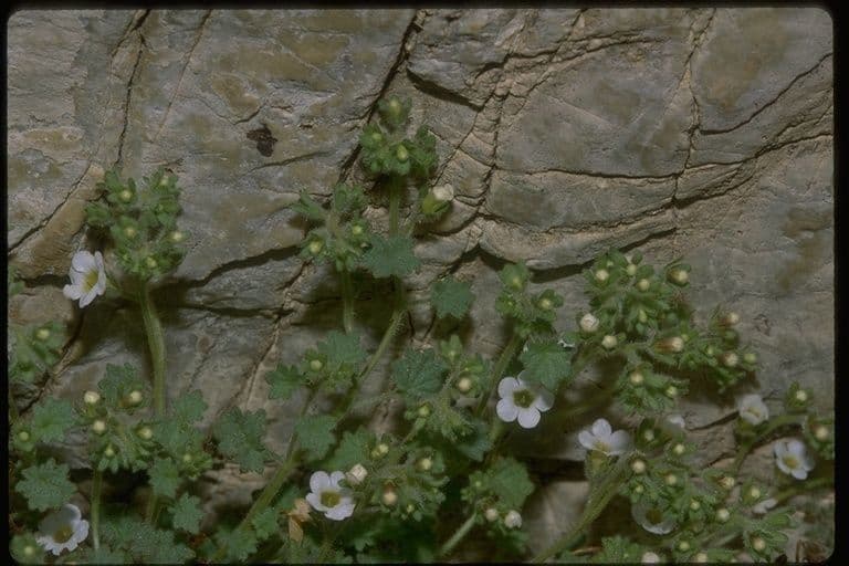 Phacelia 11